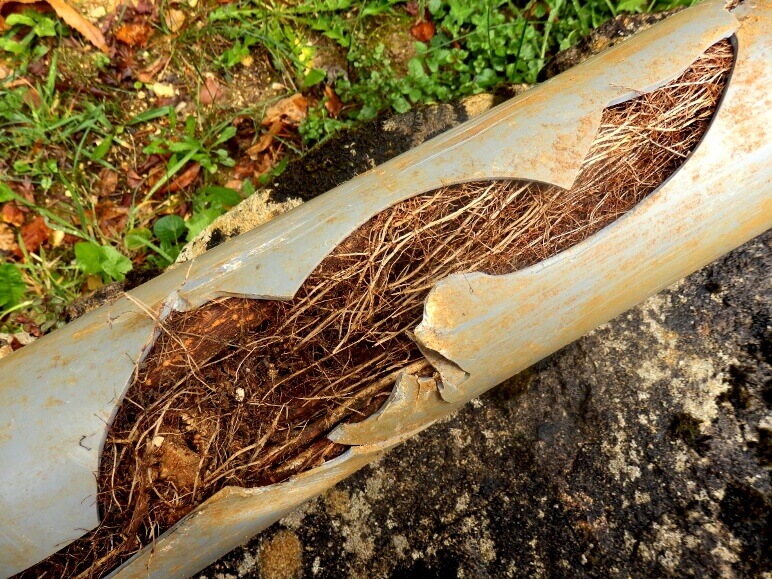 Tree Roots in Sewer Line-National Economy Plumbers New Orleans